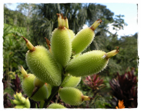 Flora in Ecuador's jungle